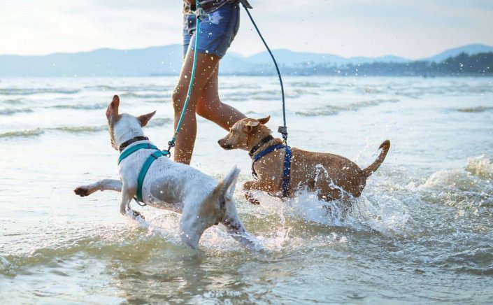 Dogs on beaches: Σκύλος στην παραλία!! Τι προβλέπει ο νόμος - Οι αυστηρές απαγορεύσεις που πρέπει να ξέρεις [ΦΕΚ]