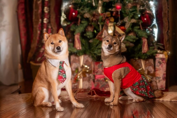 Holiday Pet Tips: Πώς να τα βοηθήσετε τα κατοικίδια, να υποδεχτούν τους καλεσμένους σας τις γιορτές, χωρίς φόβο!!