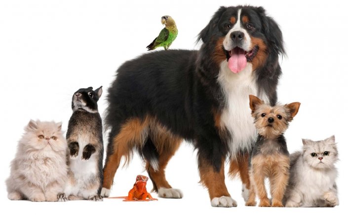 Stray Animals: Ενίσχυση της κρατικής εποπτείας για τα ζώα συντροφιάς [Νομοσχέδιο]