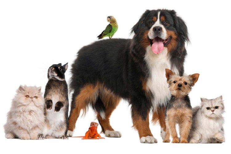 Stray Animals: Ενίσχυση της κρατικής εποπτείας για τα ζώα συντροφιάς [Νομοσχέδιο]