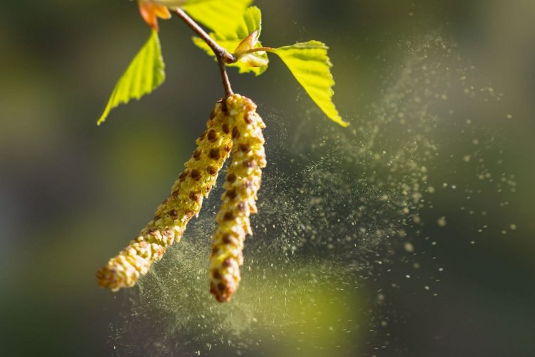 Spring Pollen Allergy: Εποχικές αλλεργίες και γύρη!! Πώς να προστατέψετε το σπίτι σας την Άνοιξη!!